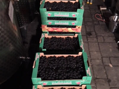 Ove su godine ubrali 15 tona kupina