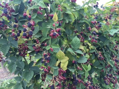 Na otvorenom dijelu plantaže je 4800 grmova kupina, malina i tayberryja