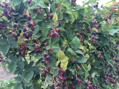 Na otvorenom dijelu plantaže je 4800 grmova kupina, malina i tayberryja