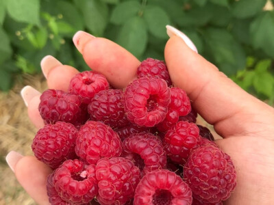 Svježe voće prodaju na zagrebačkoj tržnici Utrine