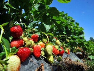 Jagode su dobro ponele ove godine