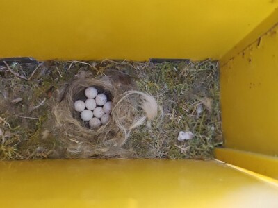 Gnijezdo velike sjenice u poštanskom sandučiću