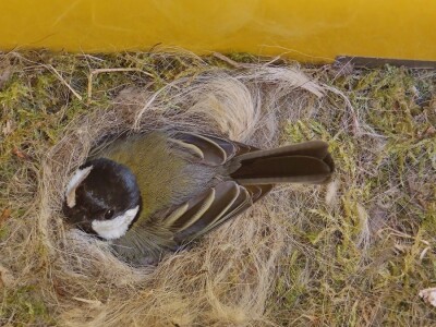 Gnijezdo velike sjenice u poštanskom sandučiću