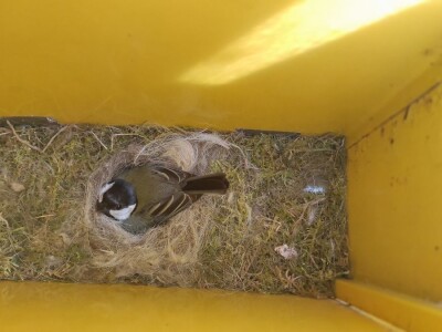Gnijezdo velike sjenice u poštanskom sandučiću