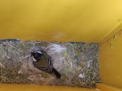 Gnijezdo velike sjenice u poštanskom sandučiću