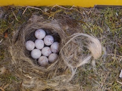 Gnijezdo velike sjenice u poštanskom sandučiću