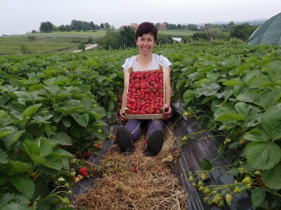 Goca Glišić u berbi jagoda, foto: G. Glišić