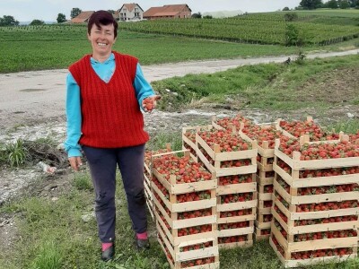 Goca Glišić u berbi jagoda, foto: G. Glišić