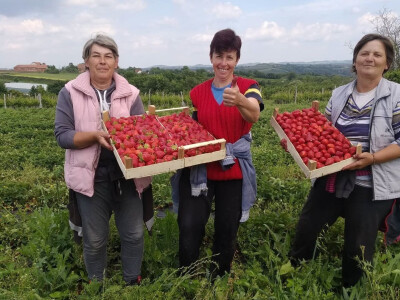 Goca Glišić u berbi jagoda, foto: G. Glišić
