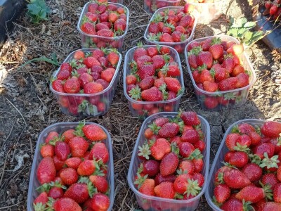 Goca Glišić u berbi jagoda, foto: G. Glišić