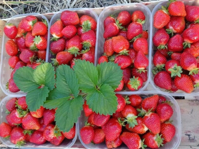 Goca Glišić u berbi jagoda, foto: G. Glišić