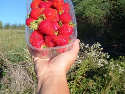 Goca Glišić u berbi jagoda, foto: G. Glišić
