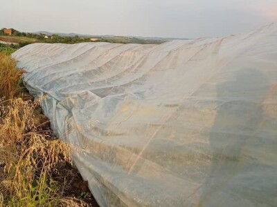 Goca Glišić u berbi jagoda, foto: G. Glišić