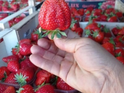 Goca Glišić u berbi jagoda, foto: G. Glišić