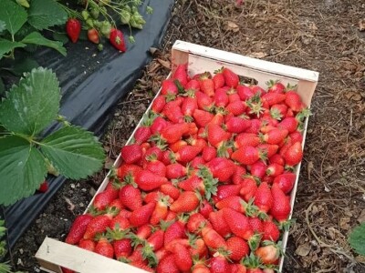 Goca Glišić u berbi jagoda, foto: G. Glišić