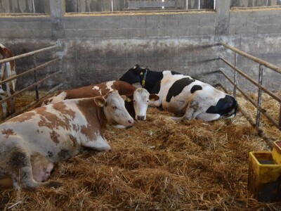 Godišnje nagrade Mljekarskog lista