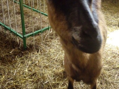 Gojko Pejaković Gojko Pejaković