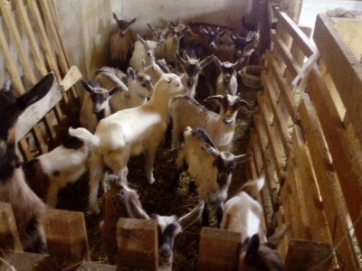 Gojko Pejaković Gojko Pejaković