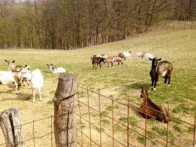 Gojko Pejaković Gojko Pejaković