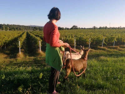 Golden Valley
