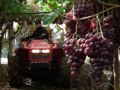 Traktor Goldoni Star 100