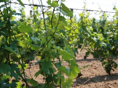 Otvorenje Goldschmidt kuće - Vupik