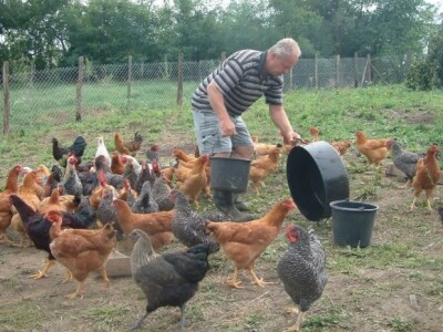 Koke poslijepodne dobivaju kruh i posije namočene u vodi