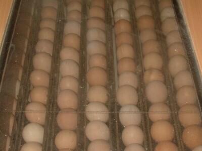 Jaja u inkubatoru