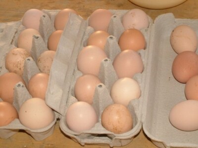 Odlična jaja za domaće rezance i kolače