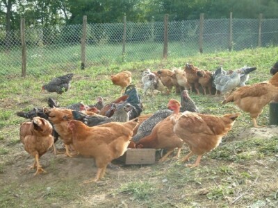 Kvalitetna hrana puno jaja