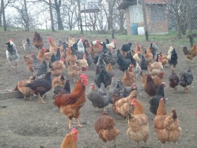 Nesilice i pijetlovi