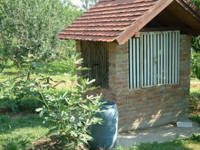 Mlade smokve pokraj bunara