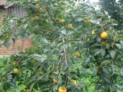 Mladorodno stablo kakija