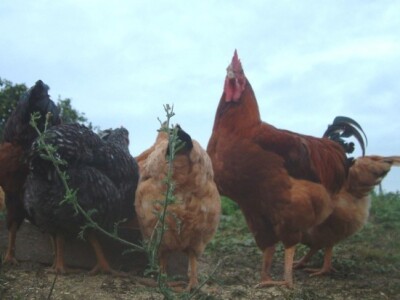 Pijevci ljubomorno čuvaju svoje koke
