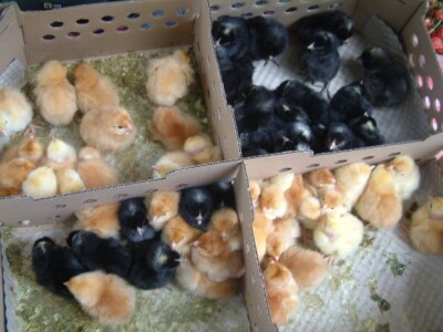 Od pilića do nesilica