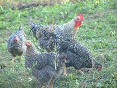 Hrane se i travom i kukcima