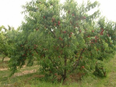 Rodno stablo nektarine