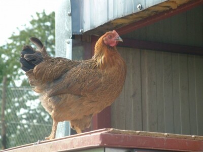 Gdje je to gnijezdo?