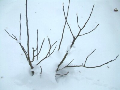 Trogodišnja smokva u snijegu