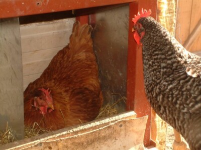 U lijepo uređenom gnijezdu