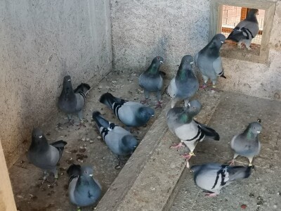 Golubarstvo skup hobi ali pričinjava zadovoljstvo