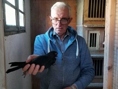 Golubarstvo skup hobi ali pričinjava zadovoljstvo