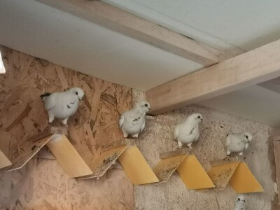 Golubarstvo skup hobi ali pričinjava zadovoljstvo