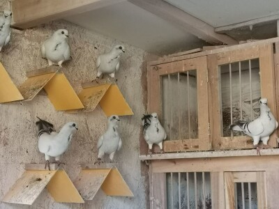 Golubarstvo skup hobi ali pričinjava zadovoljstvo