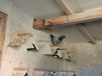 Golubarstvo skup hobi ali pričinjava zadovoljstvo