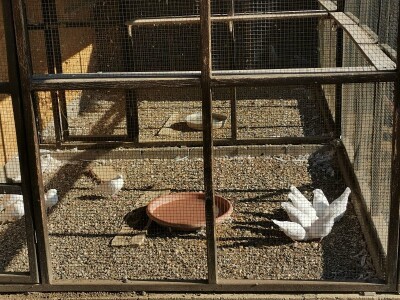 Golubarstvo skup hobi ali pričinjava zadovoljstvo