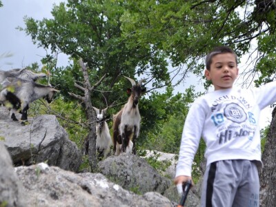 OČEVID ŠTETA  U GOLUBIĆU - Šestogodišnji dječak prepoznao ugrize vuka na vratu usmrćenih koza!