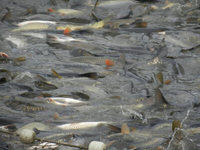Geografski položaj ribnjaka ečanskom šaranu daje specifičan ukus