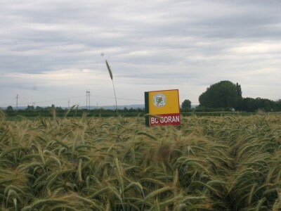Tritikale BC Goran