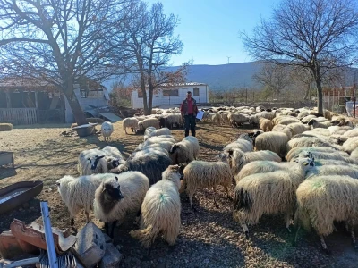 Goran Brkić mora ukloniti 300 ovaca